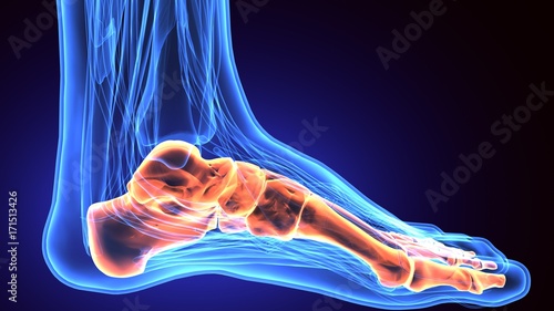 3d rendering medical illustration of the feet bone
 photo