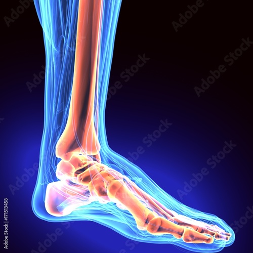 3D Illustration of Human Body Bone Joint Pains (Foot joints and Bones)
