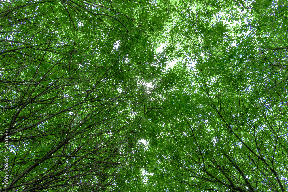 Fototapeta premium forest