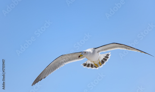 Seagull