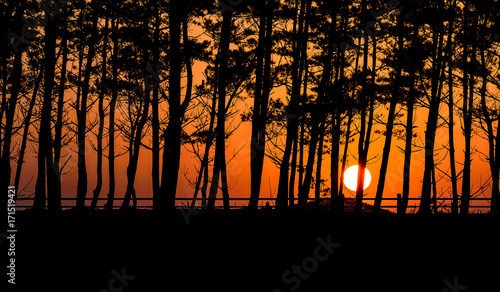 Pine tree