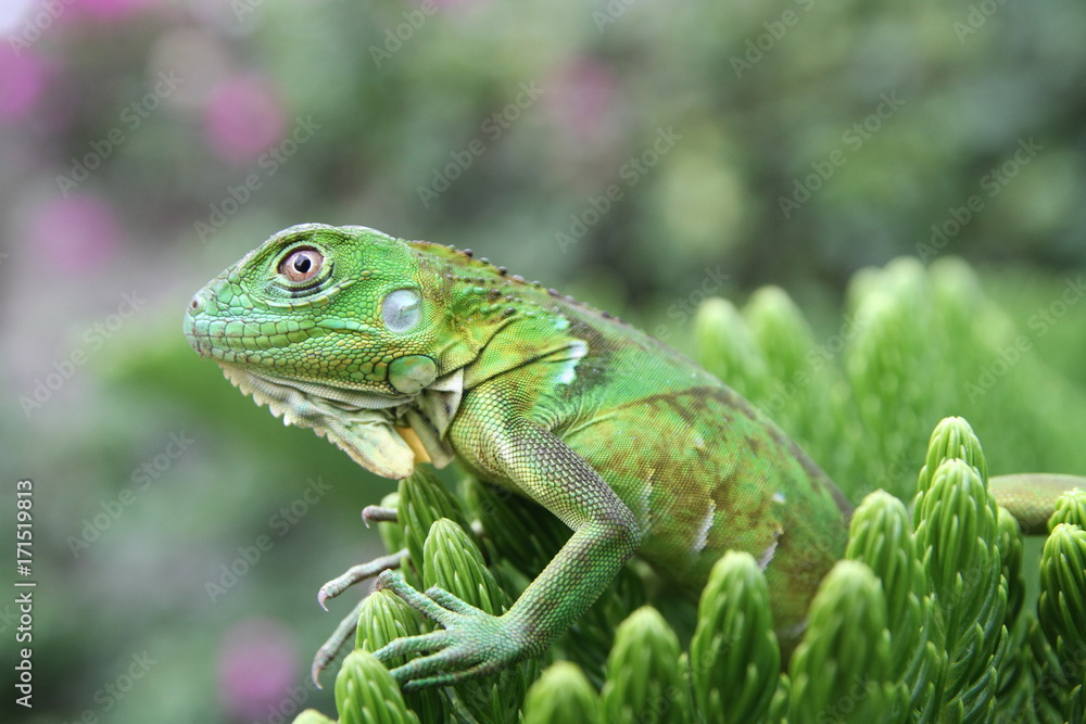 Fototapeta premium Iguana verde