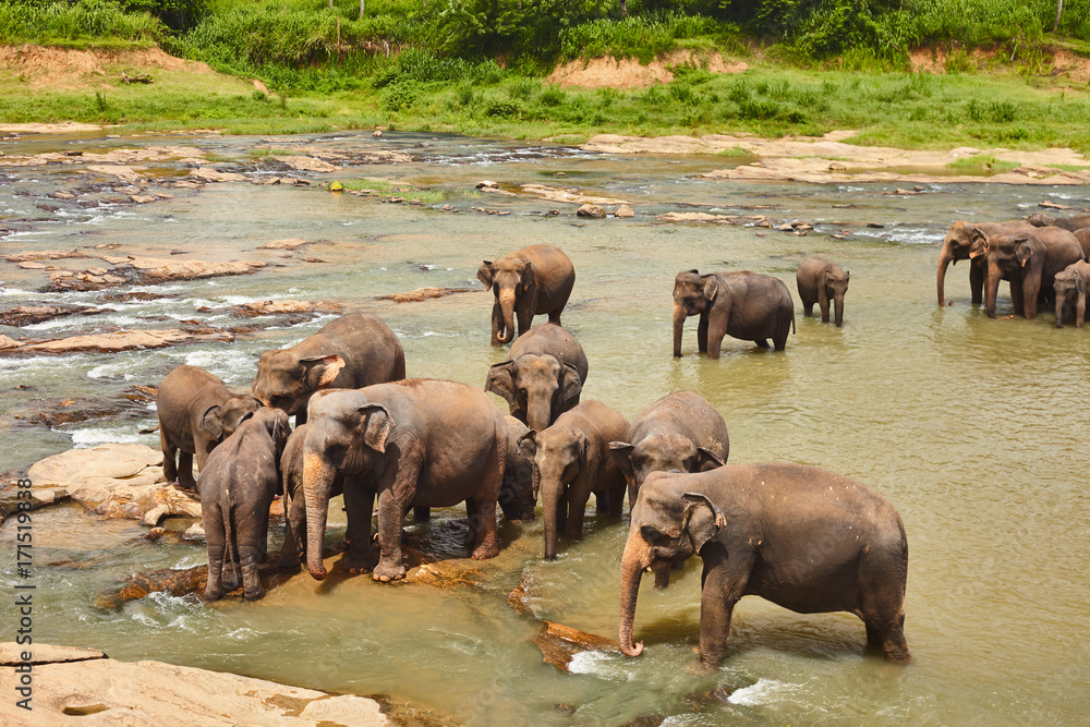 Elefants pride tekingg bath in the local river water in Sri-Lanka, Pinnawela Elefants pride tekingg bath in the local river water in Sri-Lanka, Pinnawela