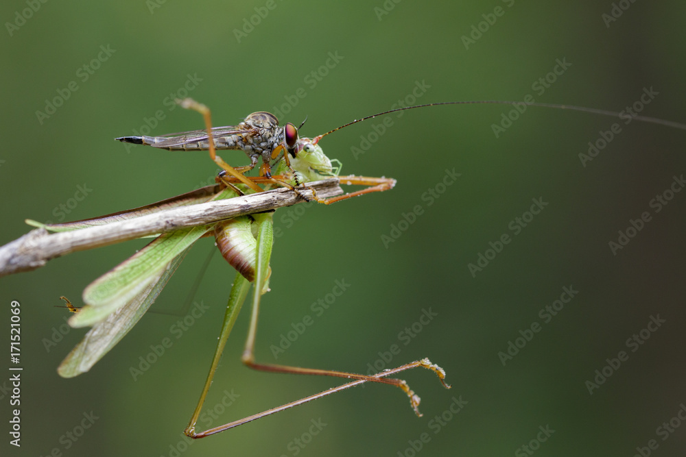 Image of an robber fly(Asilidae) eating grasshopper on nature background. Insect Animal Image of an robber fly(Asilidae) eating grasshopper on nature background. Insect Animal