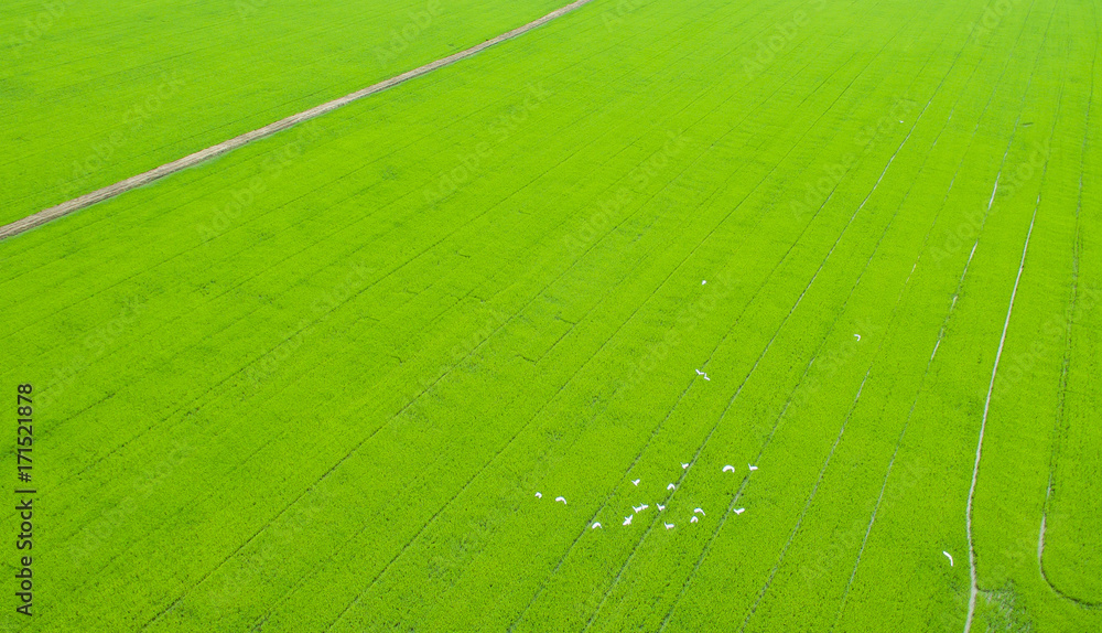 Aerial view from flying drone of Field rice with landscape green pattern nature background Aerial view from flying drone of Field rice with landscape green pattern nature background