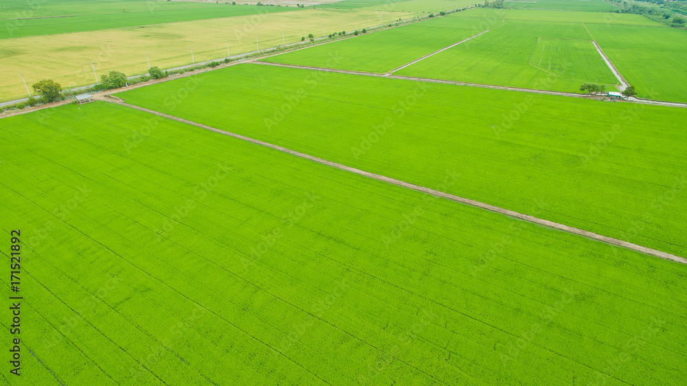 Aerial  view from flying drone of  Field rice  with landscape green pattern nature background