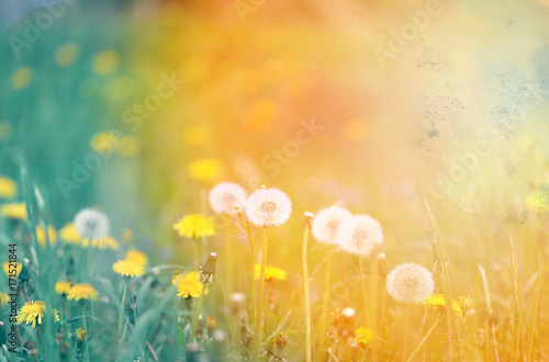 Fototapeta Naklejka Na Ścianę i Meble -  Beautiful retro photo dandelions