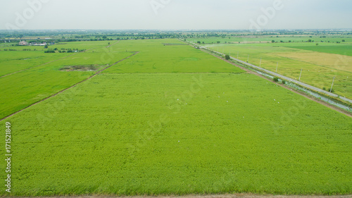 Aerial  view from flying drone of  Field rice  with landscape green pattern nature background