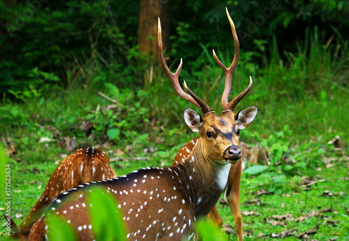 Foto Cheetal deer eating in the morning in a jungle