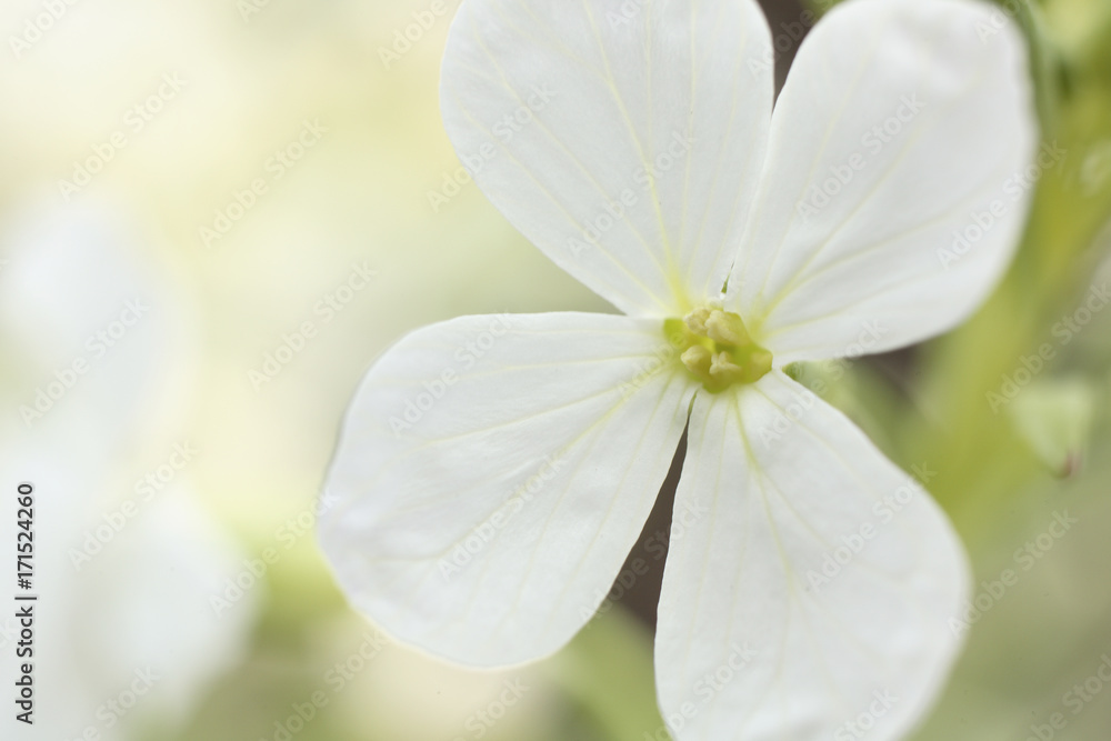 Fototapeta premium 大根の花
