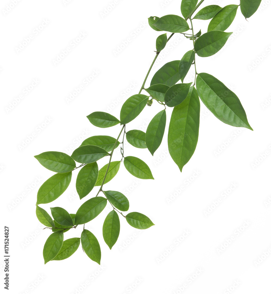 green leaf isolated on white background green leaf isolated on white background