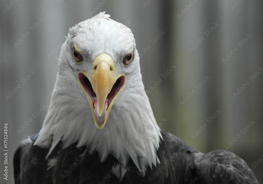 Fototapeta premium Eagle 2