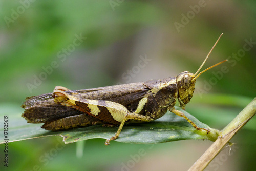 Image of Rufous-legged Grasshopper (Xenocatantops humilis) on green leaves. Insect Animal