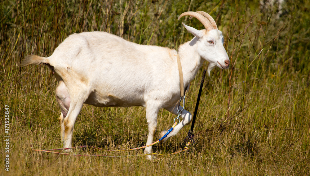 a portrait of a goat in the pasture a portrait of a goat in the pasture