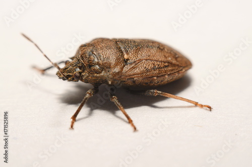 Close-up of brown Marmalade Stink Bug on white paper background.