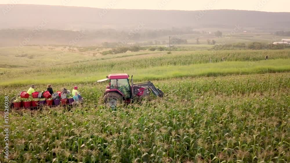 Aerial tracking along side tractor going through field pulling filled corn wagon with workers on the back. Aerial tracking along side tractor going through field pulling filled corn wagon with workers on the back.