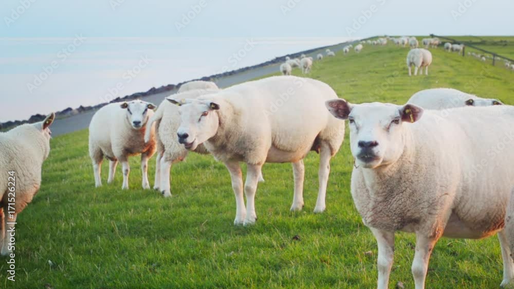 cute lambs organic farming sheep maintain strength Dutch sea dike cute lambs organic farming sheep maintain strength Dutch sea dike