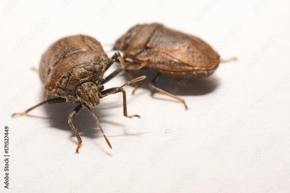 Close-up of brown Marmalade Stink Bug on white paper background. Close-up of brown Marmalade Stink Bug on white paper background.