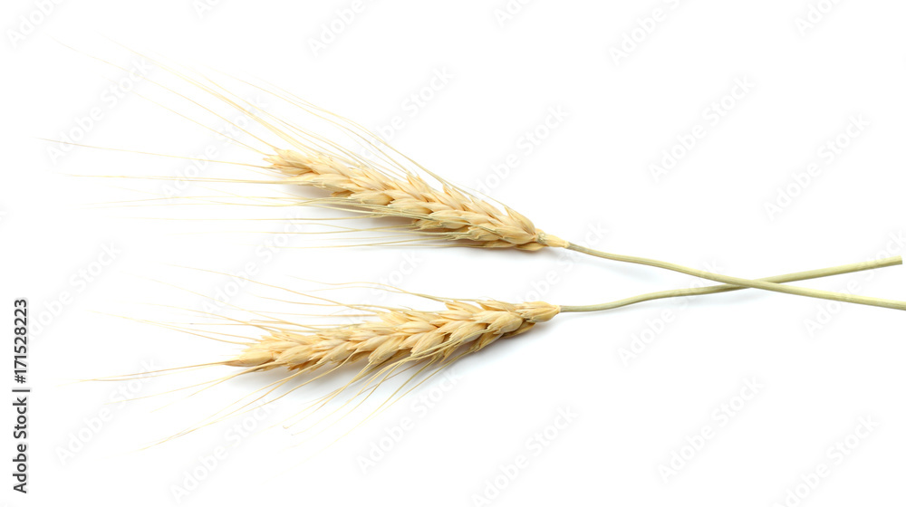 spikelets of wheat isolated on white background. top view spikelets of wheat isolated on white background. top view