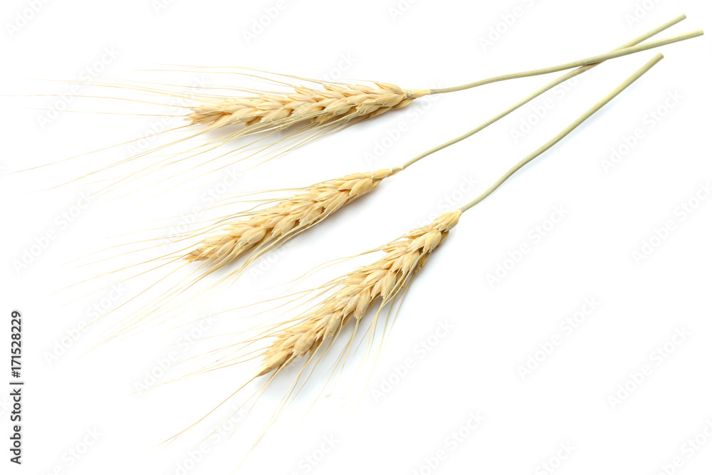 spikelets of wheat isolated on white background. top view spikelets of wheat isolated on white background. top view