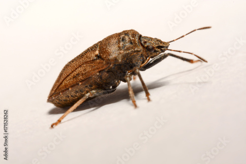 Close-up of brown Marmalade Stink Bug on white paper background.