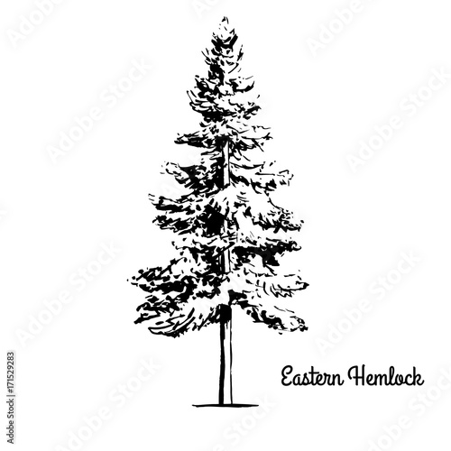 Vector sketch illustration. Black silhouette of Eastern or Canadian Hemlock isolated on white background. Drawing of coniferous Tsuga Canadensis, Pennsylvania state tree.