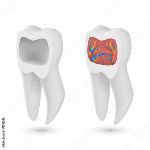 Illustration of Vector Realistic 3D Tooth Set. Healthy Teeth Set Care Vector Product Template Isolated on White Background