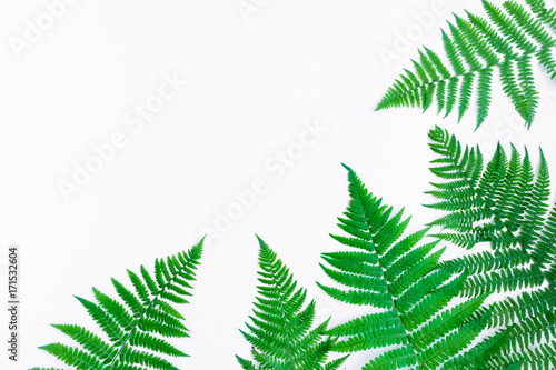 Fern leaves isolated on white background. Flat lay  top view