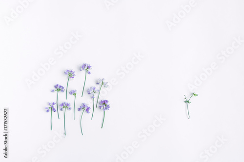 Conceptual composition of sweet pea flowers isolated on white background. 'One against society' concept. Flat lay, top view