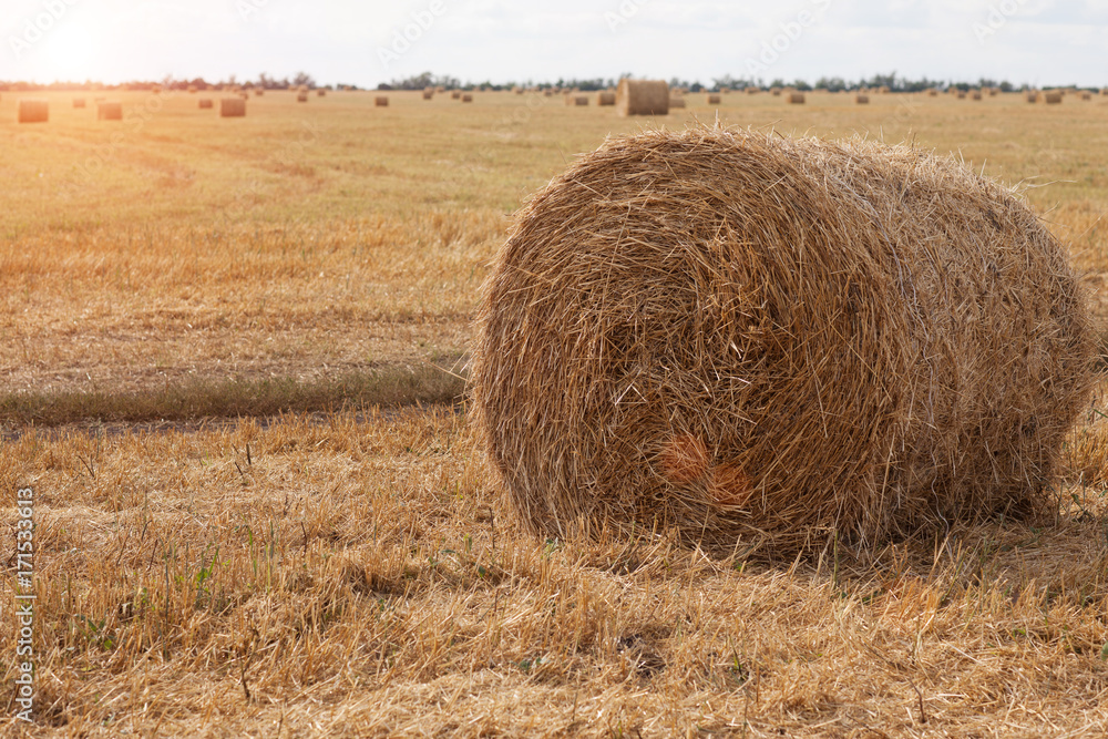 Hay in the field