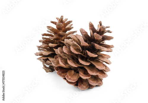 Pine cones isolated on white background (clipping path included) for Christmas decoration, holiday decorative concept