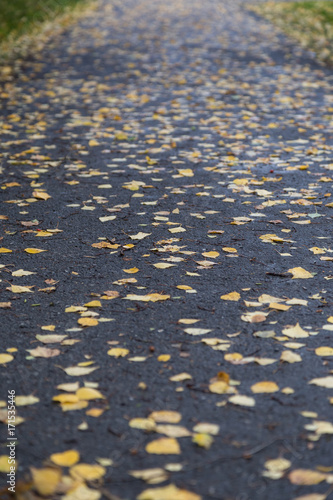 Low angle view of many fallen birch leaves on a pavement in the autumn.