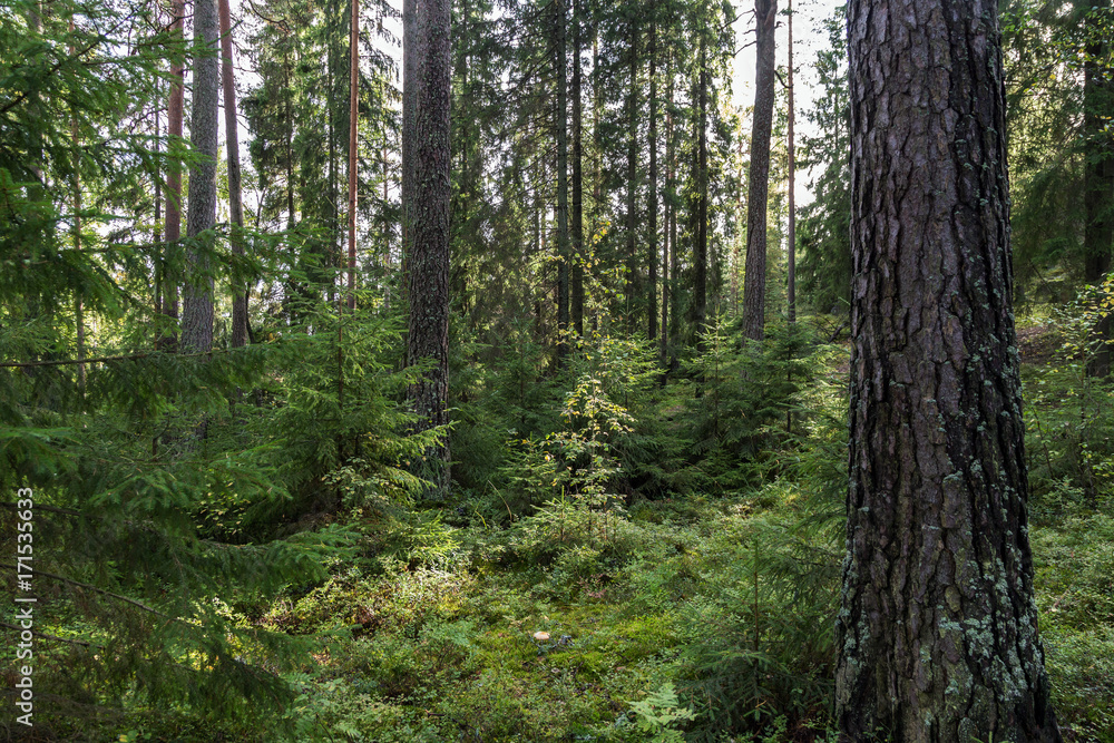 Trees and plants in a lush and verdant forest in Finland on a sunny day in the summertime. Trees and plants in a lush and verdant forest in Finland on a sunny day in the summertime.