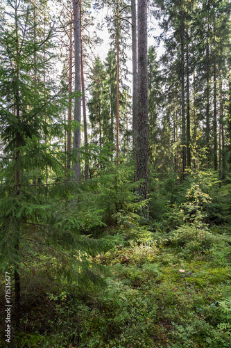 Trees and plants in a lush and verdant forest in Finland on a sunny day in the summertime.