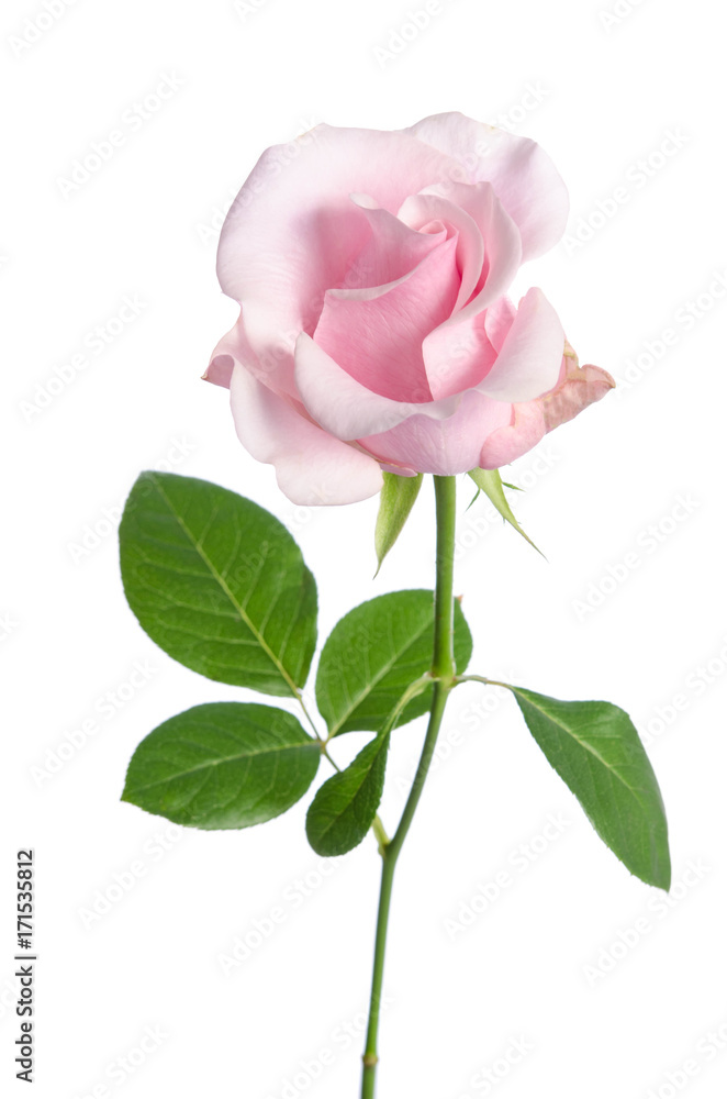 single pink rose isolated on white background single pink rose isolated on white background