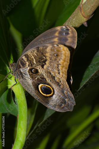 Edelfalter, Schmetterling, Morpho granadensis photo