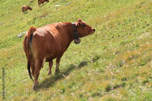 vache tarine photo