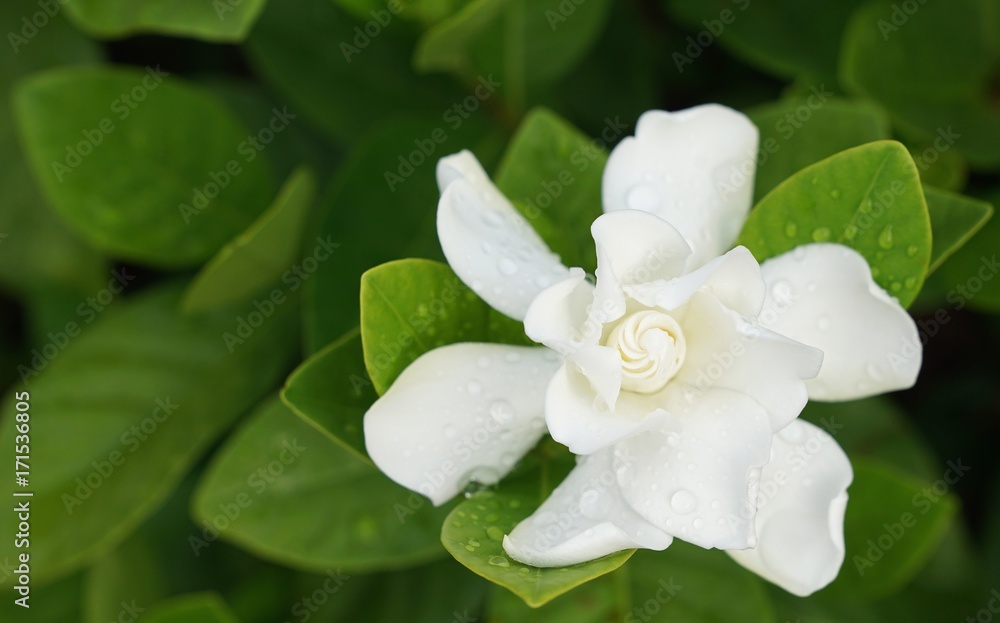 White Gardenia Flower (Gardenia jasminoides) with rain drops White Gardenia Flower (Gardenia jasminoides) with rain drops