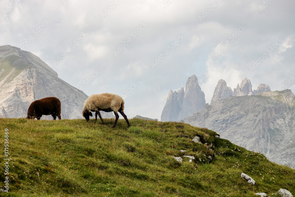 Fototapeta premium Dolomite's landscape -Puez odle natural park