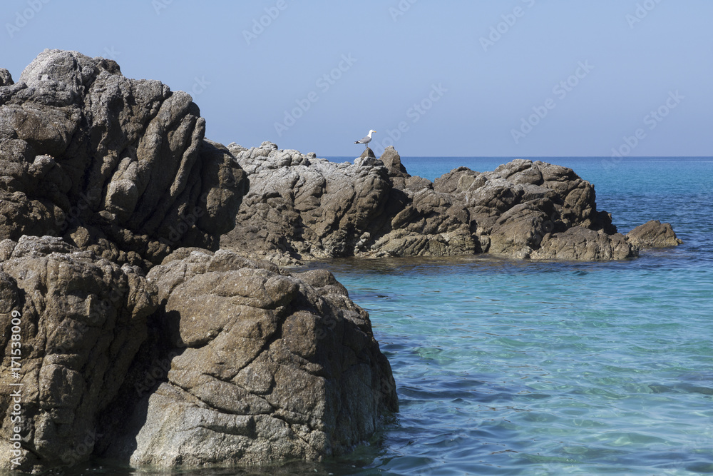 Fototapeta premium Scogli con gabbiano