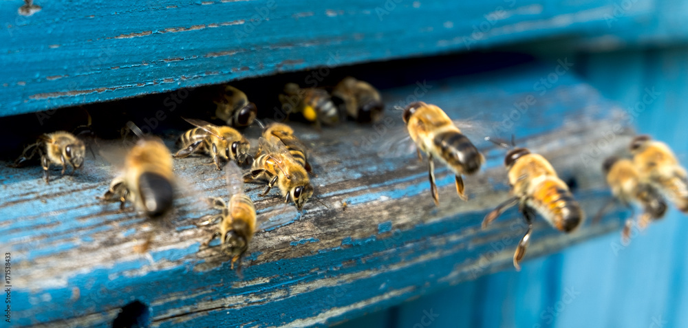 Naklejka Life of bees. Worker bees. The bees bring honey.