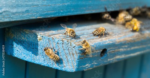 Life of bees. Worker bees. The bees bring honey.