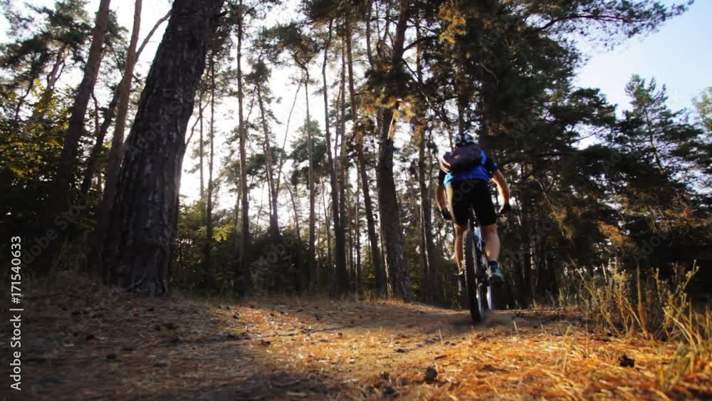 man cyclist rides paths in the Pine Forest man cyclist rides paths in the Pine Forest