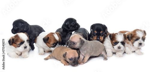 group of puppies