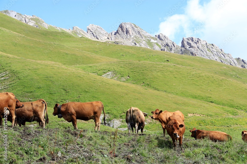 vaches tarines dans le Beaufortain, Savoie vaches tarines dans le Beaufortain, Savoie