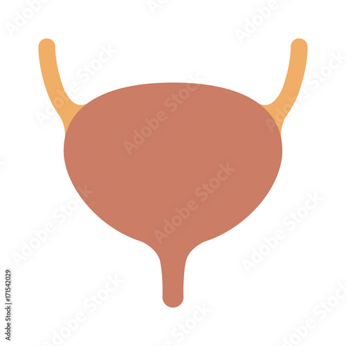 Human urinary bladder with ureters and urethra flat color vector icon for health apps and websites photo