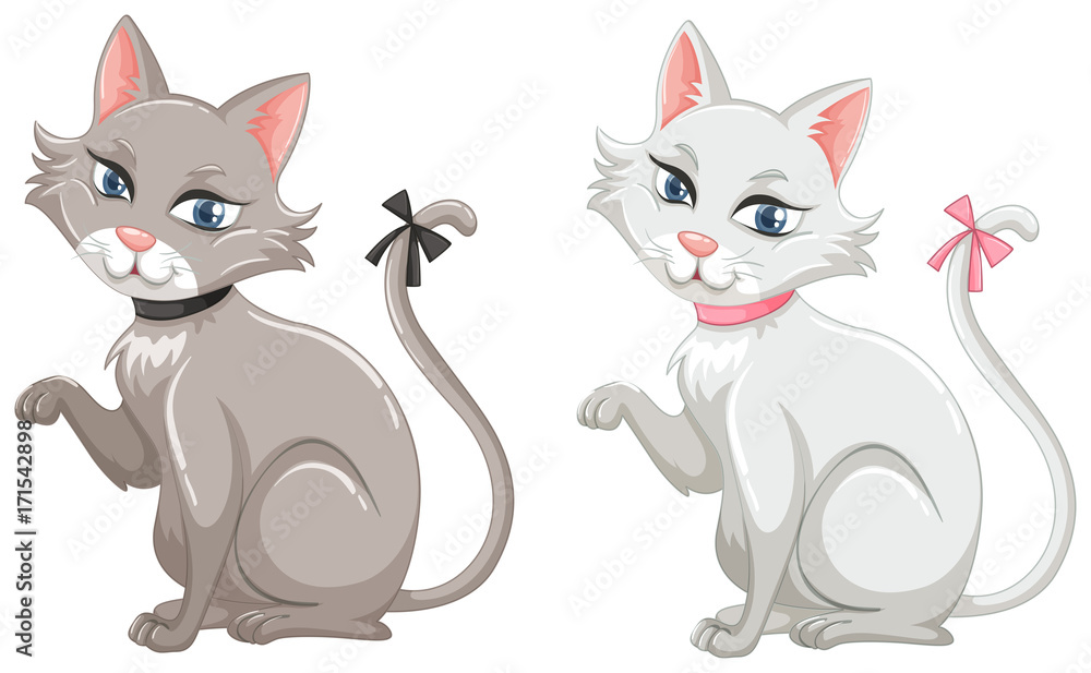 Cats with gray and white fur