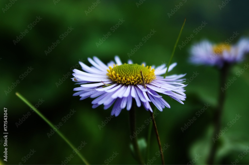custom made wallpaper toronto digitalFlower (deep focus)
