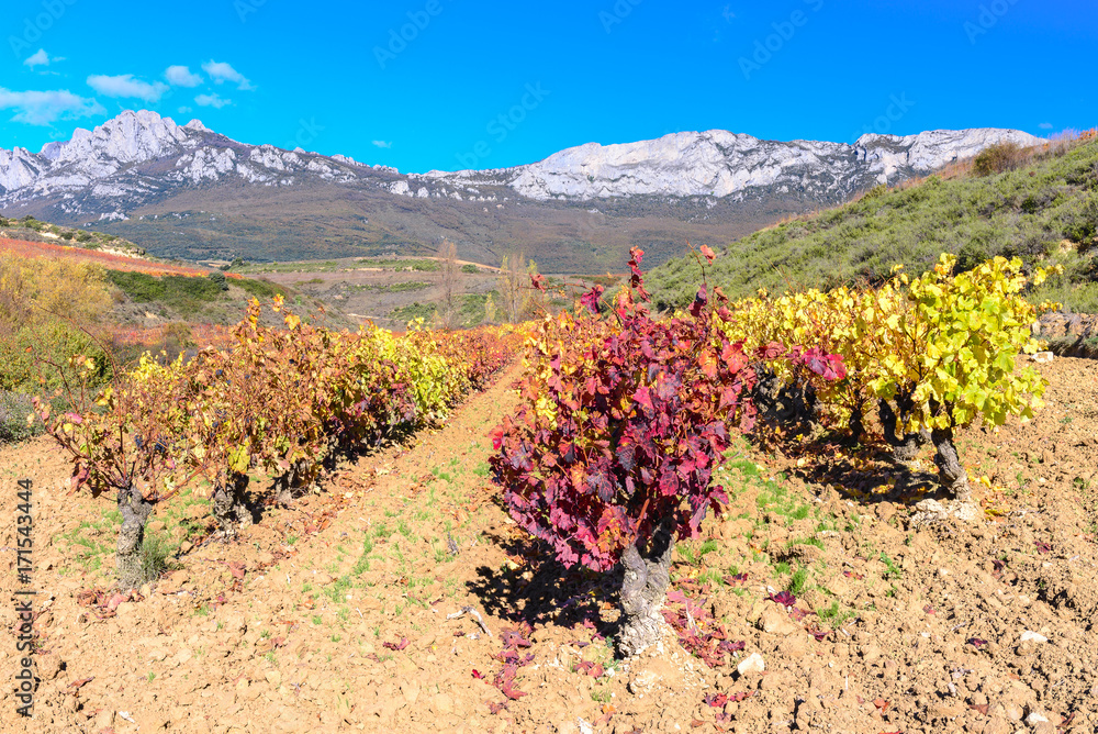 Vineyard at Rioja Alavesa, Basque Country, Spain