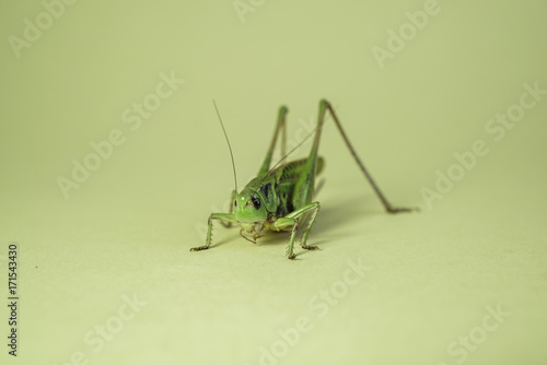 Grasshopper on white background macro.